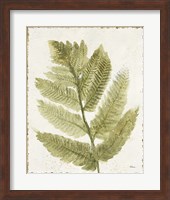 Forest Ferns I Antique Fine Art Print