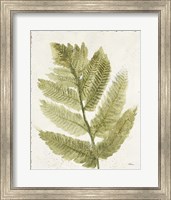Forest Ferns I Antique Fine Art Print
