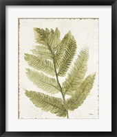 Forest Ferns I Antique Framed Print