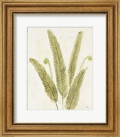 Forest Ferns II v2 Antique Fine Art Print