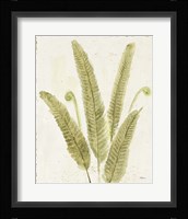 Forest Ferns II v2 Antique Framed Print