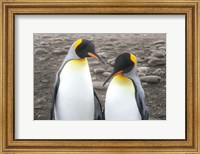 Courting Fine Art Print