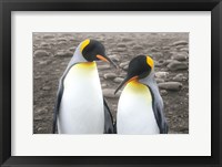 Courting Framed Print
