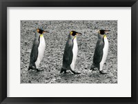 The Bachelors Framed Print