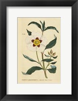 Herbal Botanical XXVII Fine Art Print