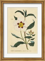 Herbal Botanical XXVII Fine Art Print