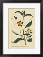 Herbal Botanical XXVII Framed Print