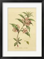 Herbal Botanical XXVI Fine Art Print
