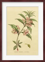 Herbal Botanical XXVI Fine Art Print