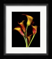 Calla Lillies 2017 Fine Art Print