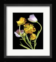 Tulips Fine Art Print