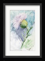 Thistle Watercolor Sketch Framed Print