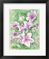 Pink Azaleas Watercolor Framed Print