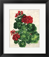 Red Geranium Fine Art Print