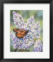 Butterfly with Hydrangea Fine Art Print