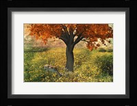 Nature Color Fine Art Print