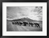 Stay In Line Framed Print