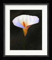 Beautiful Flower Fine Art Print