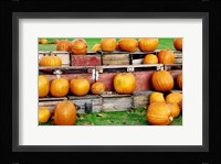 Pumpkins Fine Art Print