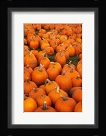 Pumpkins 2 Fine Art Print