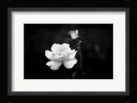 White Rose Fine Art Print