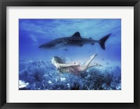Swim with Tiger Shark Framed Print