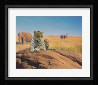 Leopard Fine Art Print