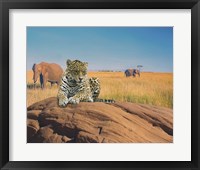 Leopard Fine Art Print