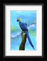 Blue Parrot Fine Art Print