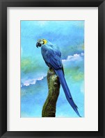 Blue Parrot Fine Art Print