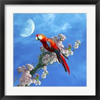 Red Parrot Fine Art Print