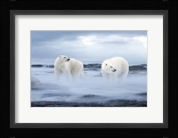 The Polar Bear Fine Art Print
