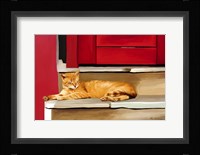Cat 2A Fine Art Print