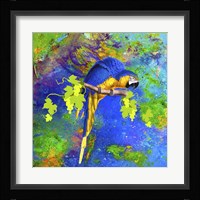 Parrot And Colors Framed Print