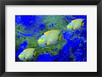 Fish Art 1 Fine Art Print