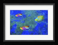 Fish Art 2 Fine Art Print