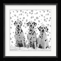 Dalmatian Framed Print