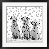 Dalmatian Framed Print