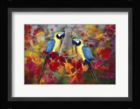 Bird Collection 19 Fine Art Print