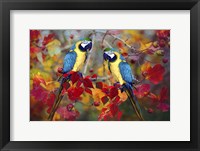 Bird Collection 19 Fine Art Print