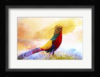 Bird Collection 20 Framed Print