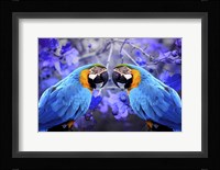 Bird Collection 32 Framed Print