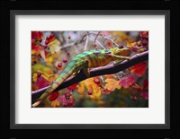 Chameleons Framed Print