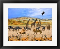 Lion African Safari 1A Framed Print