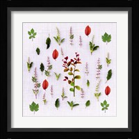 Herbs Fine Art Print