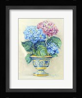 Hydranga Blooms II Framed Print