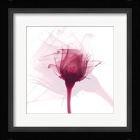 Rose Dance Fine Art Print