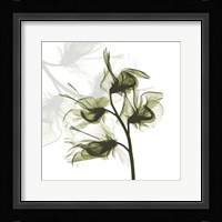 Sweet Pea Dance Fine Art Print