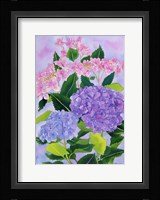Hydrangea Wonder Fine Art Print