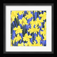 Fertile Rising - Daffodils Fine Art Print